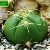 Gymnocalycium _buenekeri _01